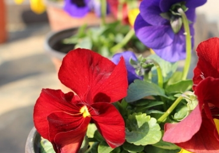 ��ɫ���۸�