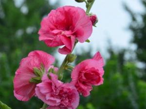 春天种的蜀葵什么时候开花，当年6～8月份开花