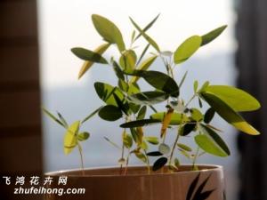 跳舞草怎么种：播种在一年四季都可以进行，在3-6月最好