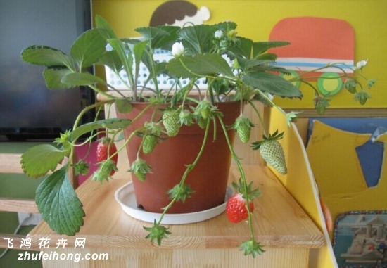 花友的种植成果展示1