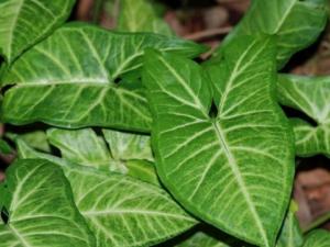 合果芋为多年生蔓生性常绿草本植物