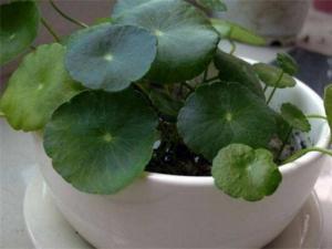 香菇草怎么养最旺盛，6个步骤养出健壮的香菇草