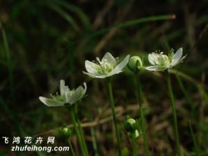 梅花草是什么：虎耳草科多年生草本植物，但与梅花并不是近亲关系