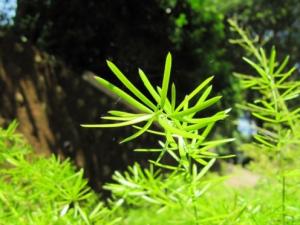 悦景山草换盆后受冷会出现叶黄枯焦等现象 可将枝条全部剪去 让它发新枝