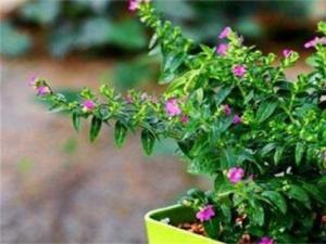 满天星一年四季要注意分季节进行修剪使其正常生长