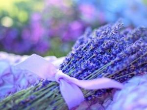 男生送女生薰衣草的4种含义