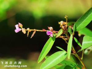 跳舞草为什么会跳舞，为求生锻炼的一种特殊本领