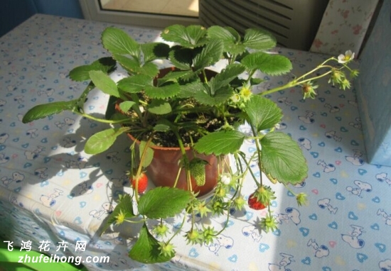花友的种植成果展示2