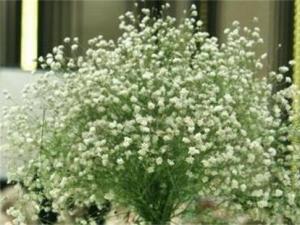 满天星用什么水浇好 通常情况下满天星也可以用淘米水浇花