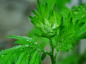 艾草的功效与作用 治疗月经不调经期延长