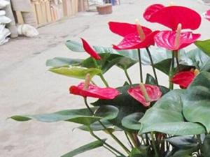 红掌的寓意是什么