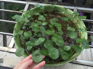 铜钱草半土半水养殖方法