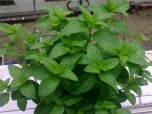 薄荷光长茎不长叶子的原因及解决方法