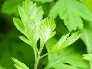 艾草长什么样子，3大外形特征教你辨别艾草
