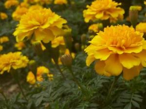 ��ȸ�ݵĻ������������