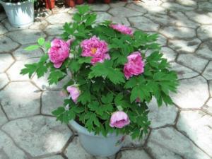为什么家里不能种芍药