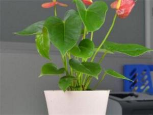 红掌浇什么水好