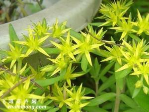 垂盆草又称狗牙草、瓜子草、石指甲、狗牙瓣 绿期长，观赏价值高