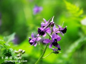 如何鉴别还亮草：观花观叶 翠雀属多年生草本植物