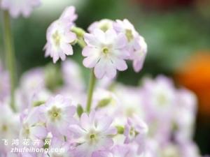 樱花草常见病虫害防治 樱花草主要病害是“斑褐病”