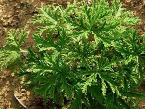 驱蚊草的病虫害防治，黄化病加强管理洒药防治