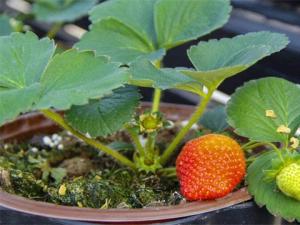 一个花盆种1棵草莓最佳