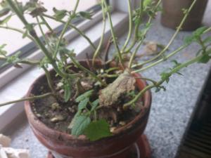 薄荷根枯怎么办 可能是浇水过于频繁所导致的
