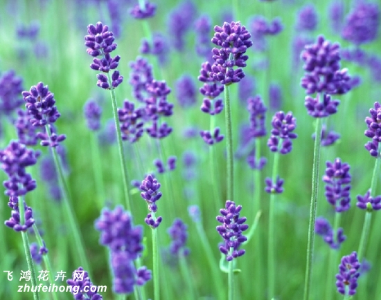 薰衣草