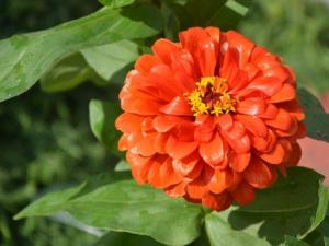 7种在秋天开放的橙色花朵：百日菊，金凤花，孔雀草