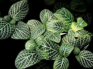 网纹草怎么养：网纹草的养殖方法