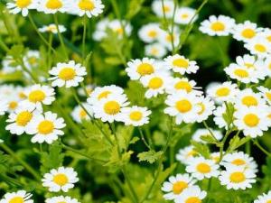 雏菊冬天怎么养 雏菊的环境温度限制在17℃～22℃之间