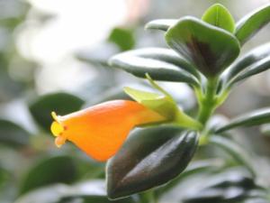 怎样养殖金鱼草：花后及时打顶，并增施肥料