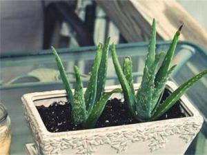 芦荟变成褐色的原因及解决方法