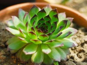 观音莲4个步骤分株