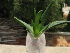 芦荟扦插水培，5个步骤使其快速生根