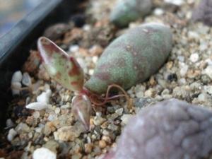 多肉植物繁殖方法：常用繁殖方法有播种、扦插、嫁接及分株