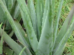 芦荟变得软了如何救，4种方法使其快速恢复生机