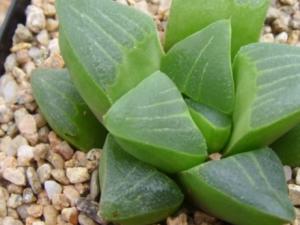 仙人掌类和多肉植物对光照的要求如何