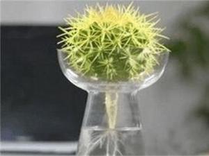 水培金琥球烂根怎么办，修剪根须换水养护