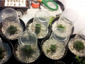 多肉植物闷养浅谈