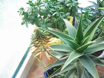 芦荟的养殖方法（心得篇）