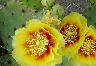 �����ƻ�