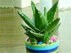 芦荟室外怎么过冬，增强光照控制浇水量