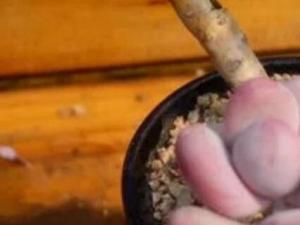 桃蛋花卉砍头的方法