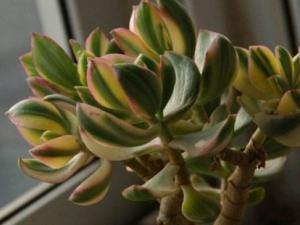 花月锦斑锦变异品种