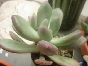 星美人的浇水方法