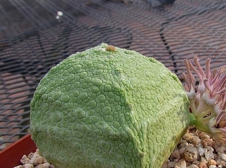 凝蹄玉属