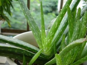 芦荟的养护技巧：控制好浇水量