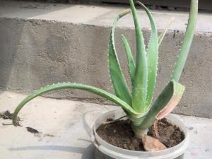 芦荟叶子干瘪怎么办，八种治理方法让芦荟叶子更加肥厚