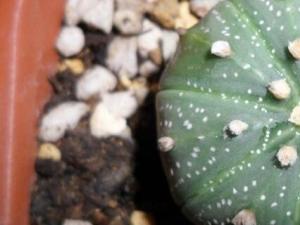 星兜生长期的养护应该是大水大肥全日照